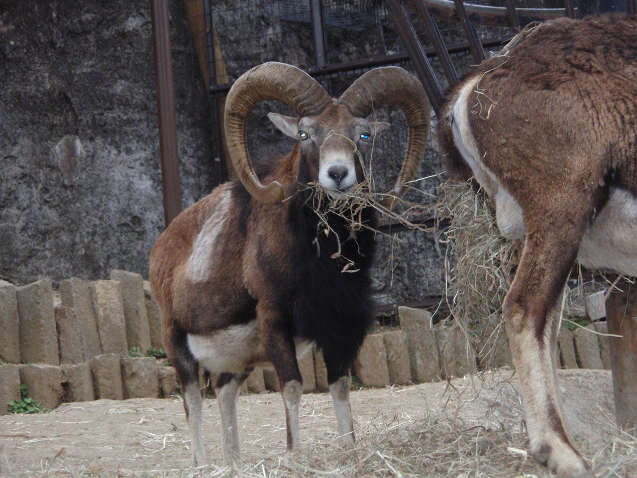 フランスSV2014：ムフロンのオス。多摩動物園で撮影。