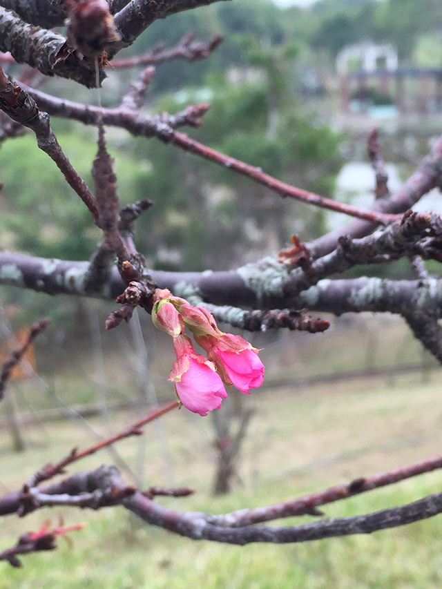 写真5 [Taiwan SV2015]